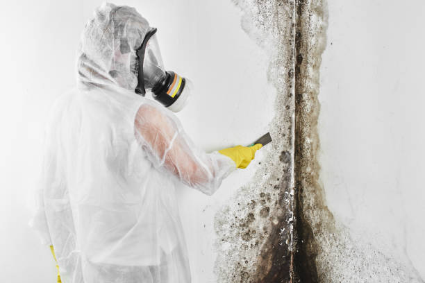 Mold Removal for HVAC Installations in Riverview, SC